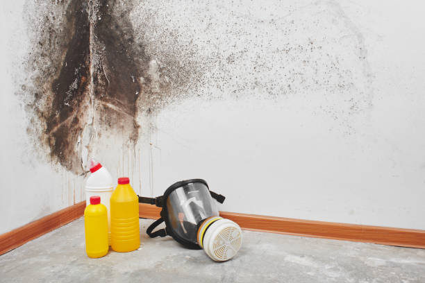 Best Residential Mold Removal  in Penns Grove, NJ