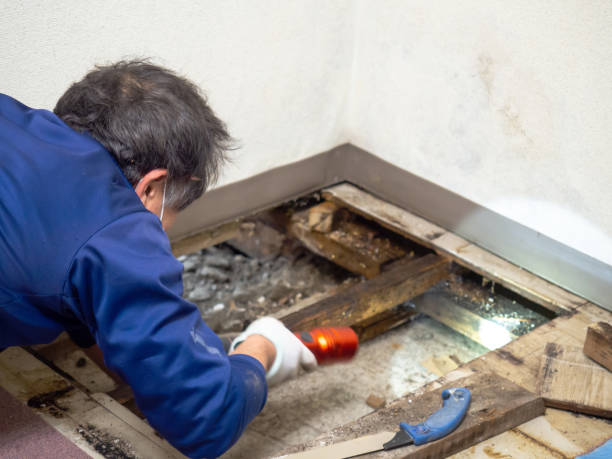 Best Certified Mold Removal  in Penns Grove, NJ