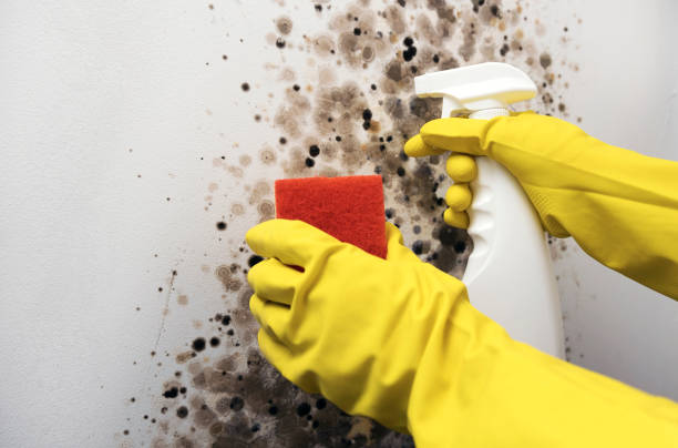 Best Local Mold Removal Service  in Penns Grove, NJ