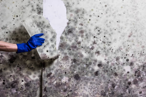 Best Crawl Space Mold Removal  in Penns Grove, NJ