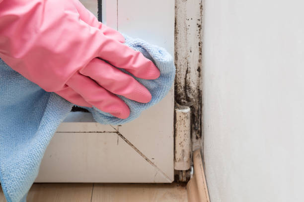 Best Attic Mold Removal  in Penns Grove, NJ